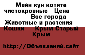 Мейн-кун котята чистокровные › Цена ­ 25 000 - Все города Животные и растения » Кошки   . Крым,Старый Крым